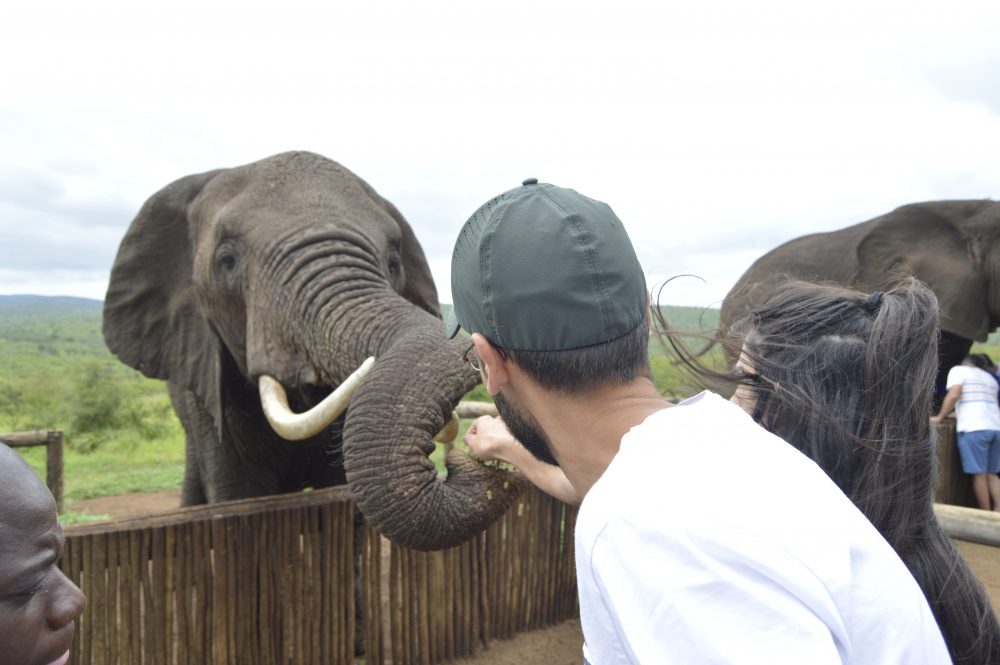 Elephant Encounters