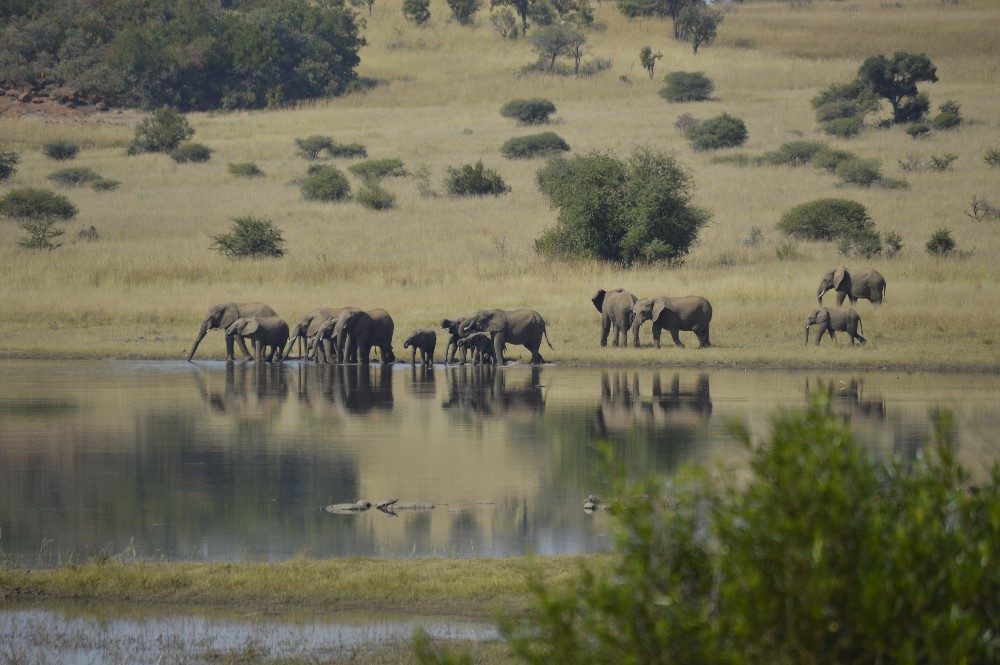 Elephants at the water hole- photo by Nicole Coutinho (The Little Guru Blog)