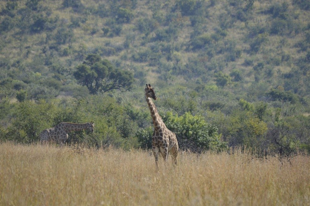 Giraffe spotting- photo by Nicole Coutinho (The Little Guru Blog)