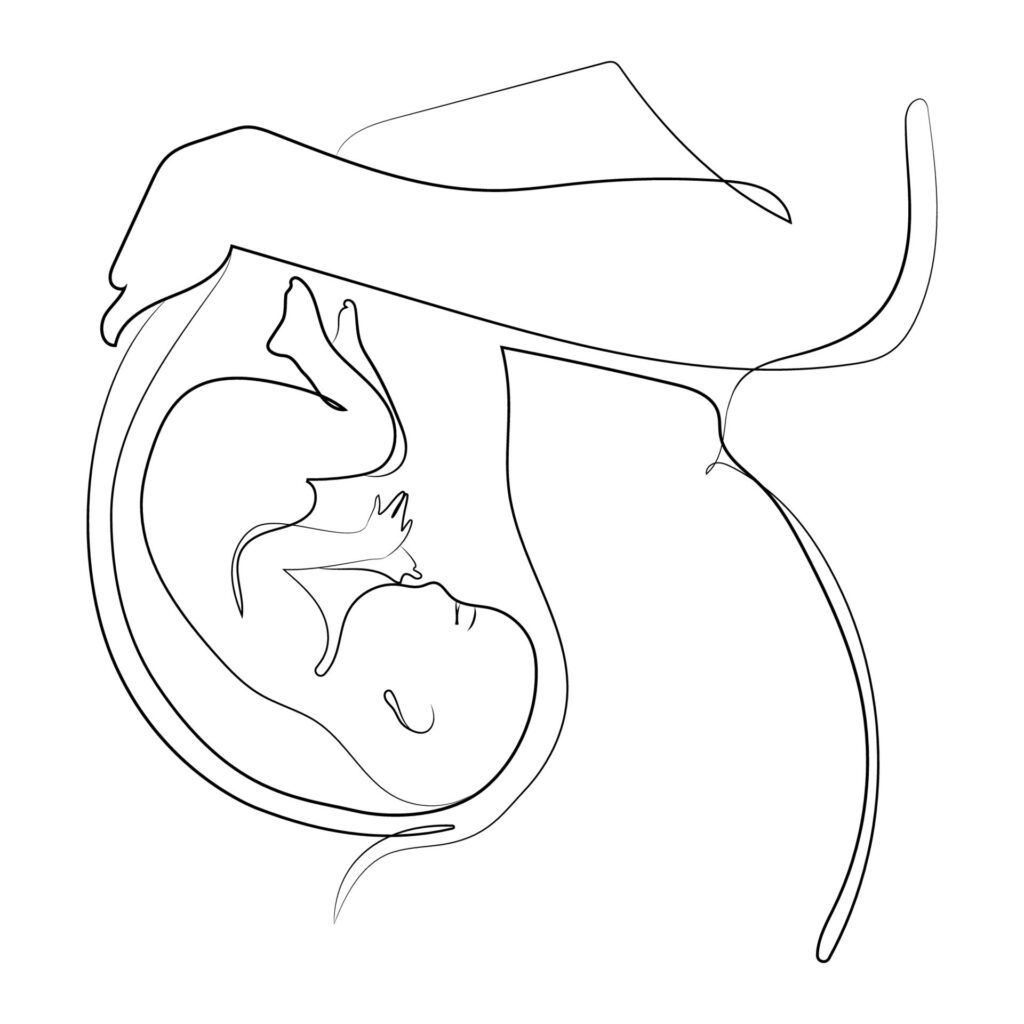 pregnant woman minimal art line drawing on white isolated background illustration pregnant woman belly with baby in uterus anatomical location of the embryo continuous line drawing vector